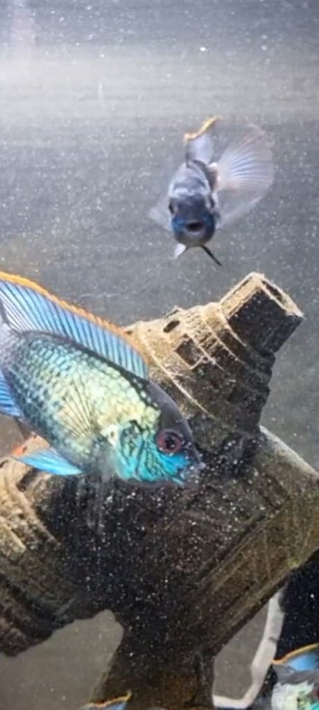 image for Stunning electric blue Acaras 