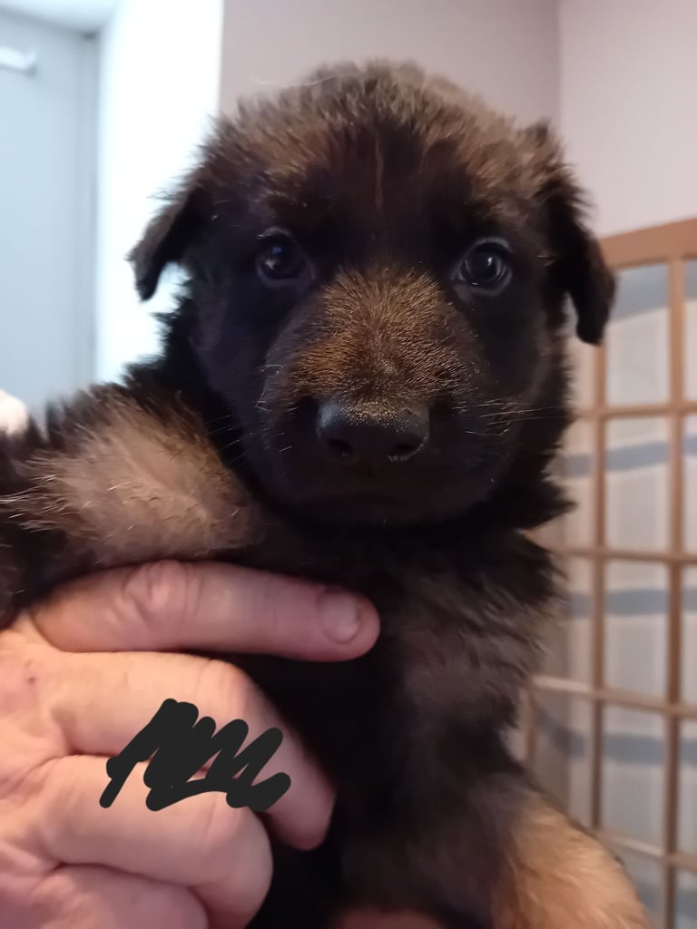 German Shepherd puppies 