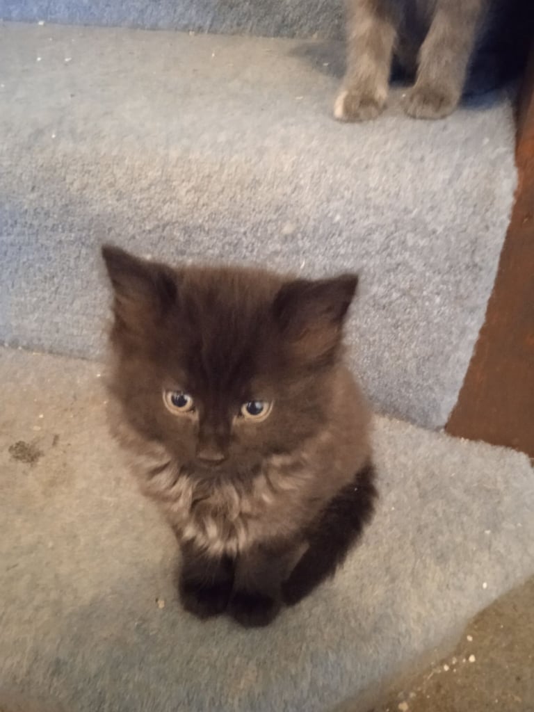 Three kittens for sale £100