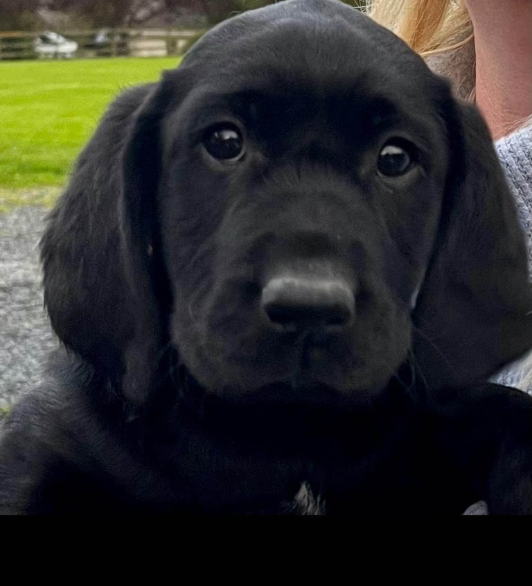 Black Labrador Pups