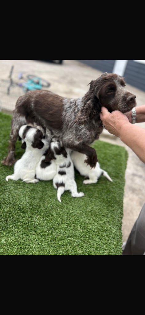 Cocker spaniel puppies4girls1boy left  READYTOLEAVE