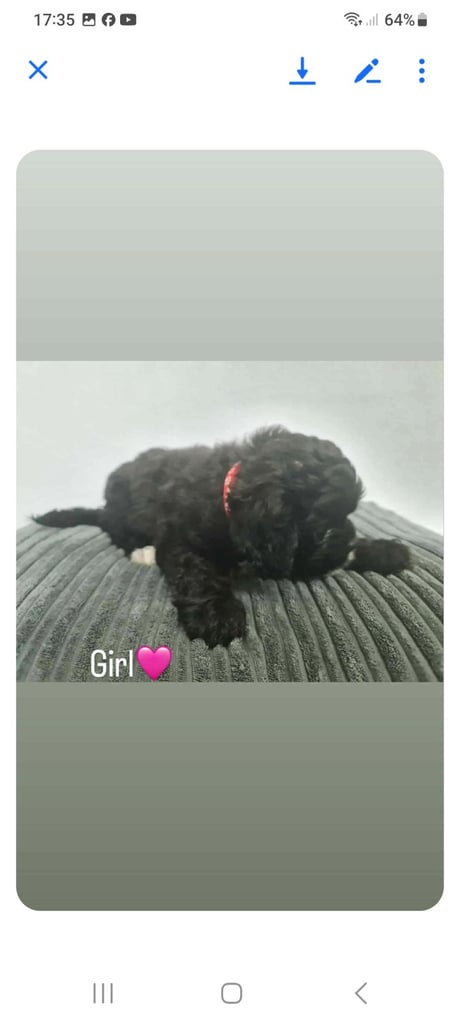 Shihtzu x toy poodle pups
