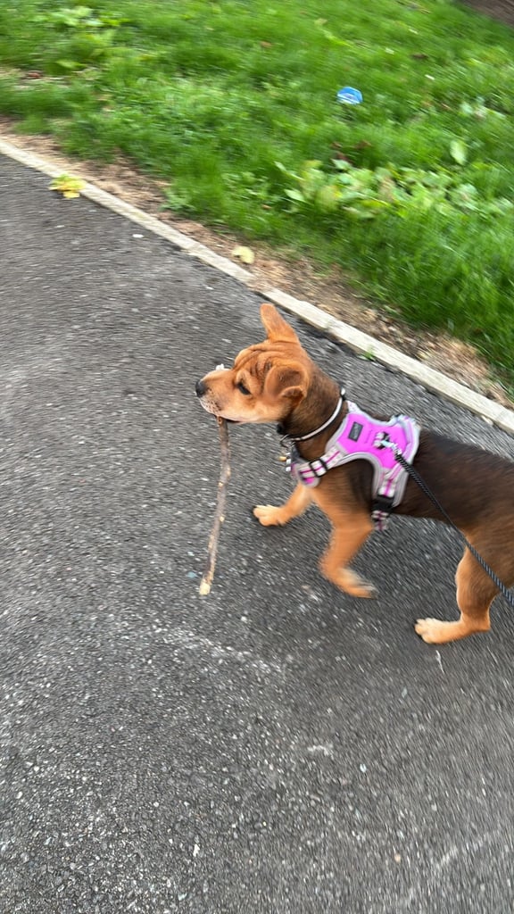 Puppy for sale Patterdale x Lakeland Terrier 