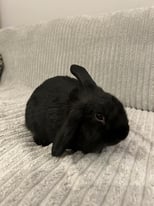 Friendly 10 week old rabbit ready for a new home