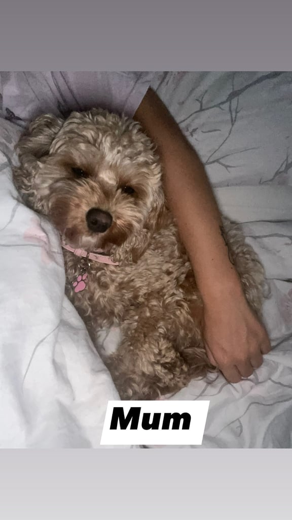 Cavapoo puppy’s 