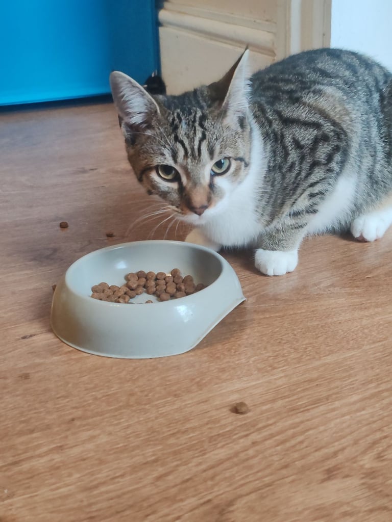 7 months old British short haired male kitten