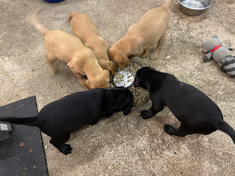 Beautiful Pups