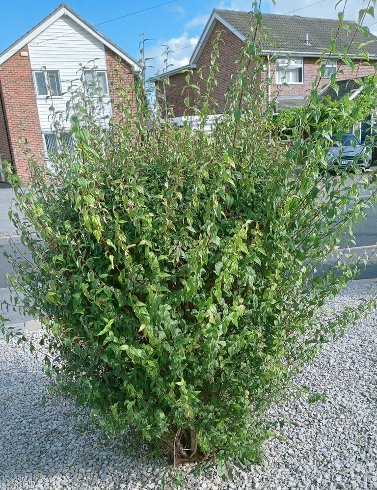 image for A Selection Of Bushes & Small Trees