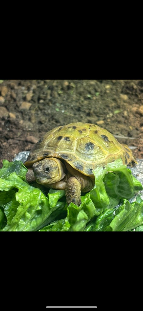 Horsfield tortoise with home and accessories