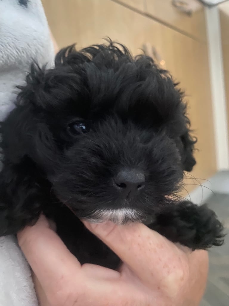 Maltipoo puppys 3girls 1boy 