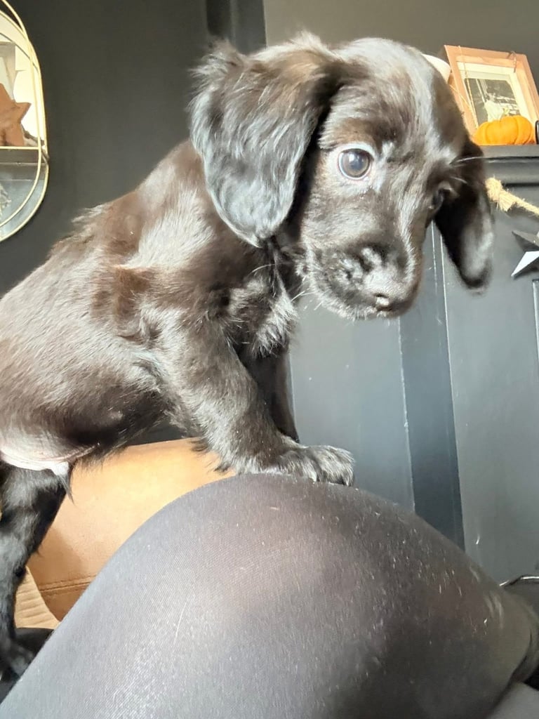Cocker Spaniel Puppies 