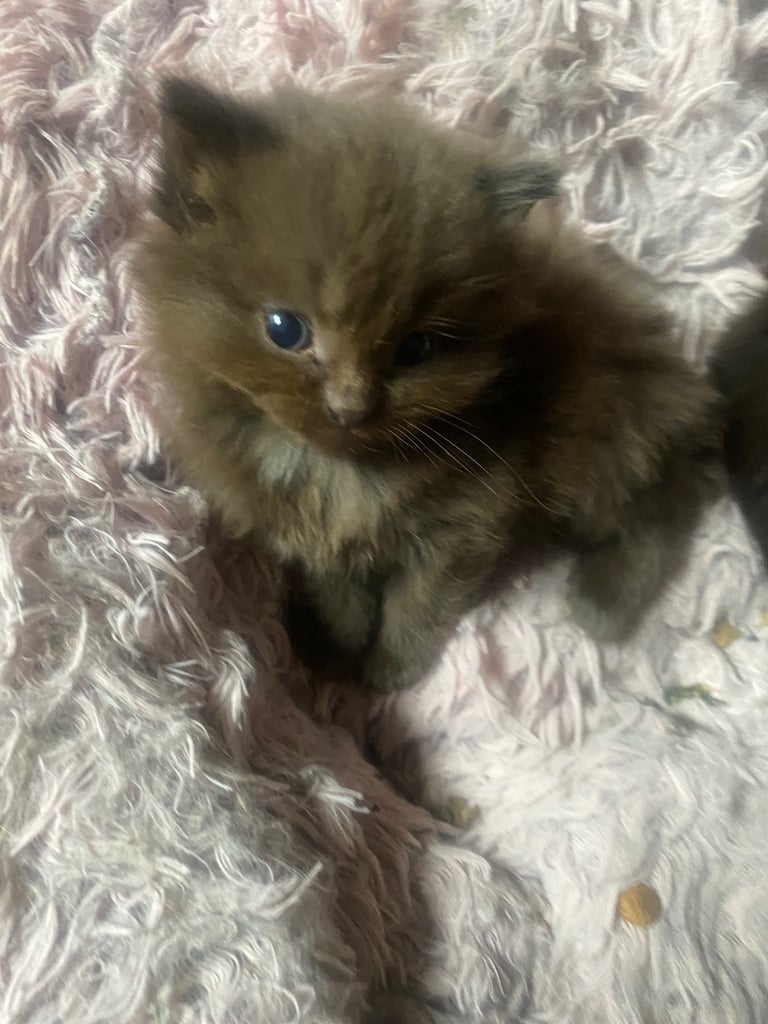 Beautiful long haired kittens 