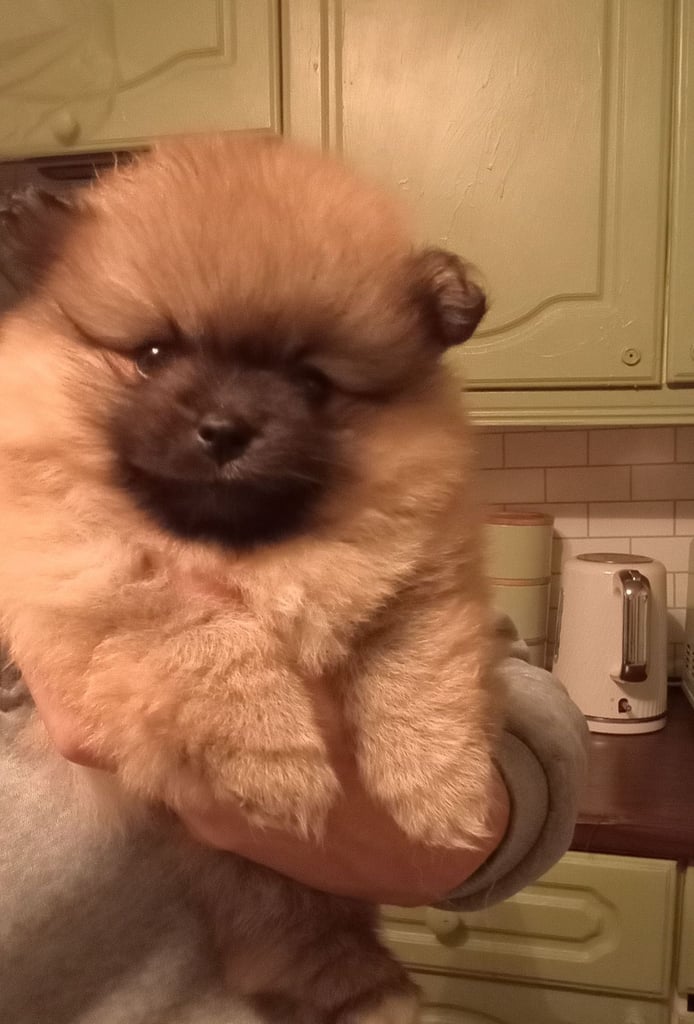 Teddy Pomeranian girl