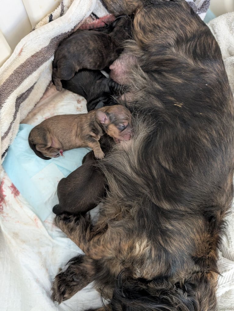 Miniature dachshunds 