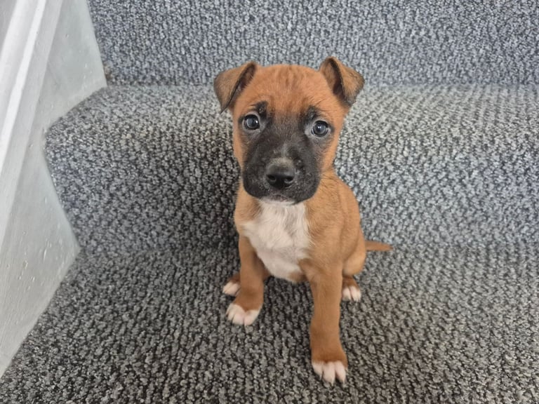Staffy x belgian Last Girl Left 