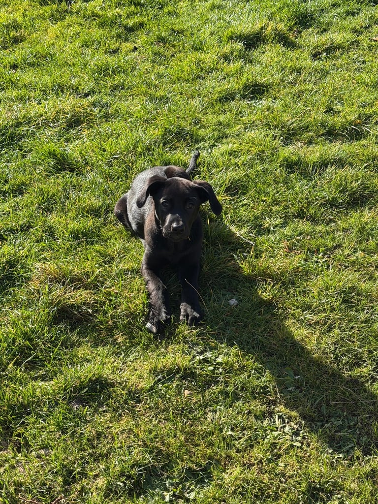 Male Puppy Labrador x Huntaway
