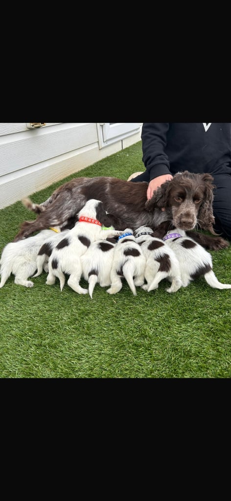 image for Cocker spaniel puppies 6girls 1boy ready now