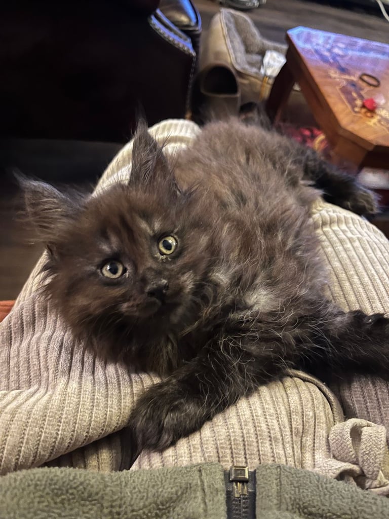 Now sold.  TICA black smoke boy looking for a home