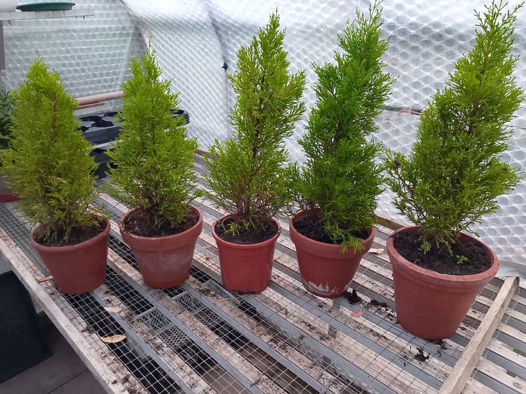 4 young. Gold crest conifers