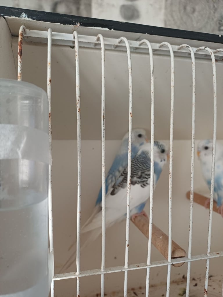 Budgies,canarys