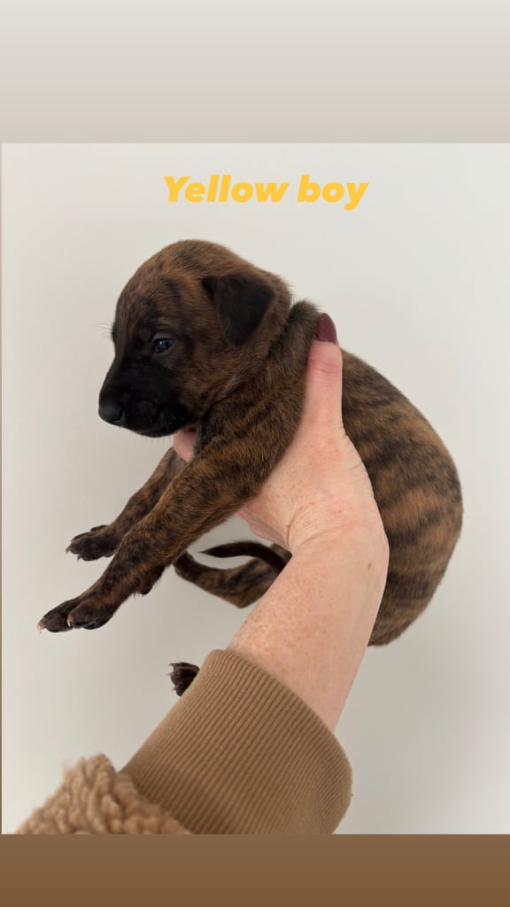 Pharaoh hound x whippet puppies 