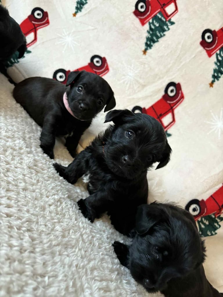 Yorkiepoo puppy’s for sale, Yorkshire terrier / poodle 