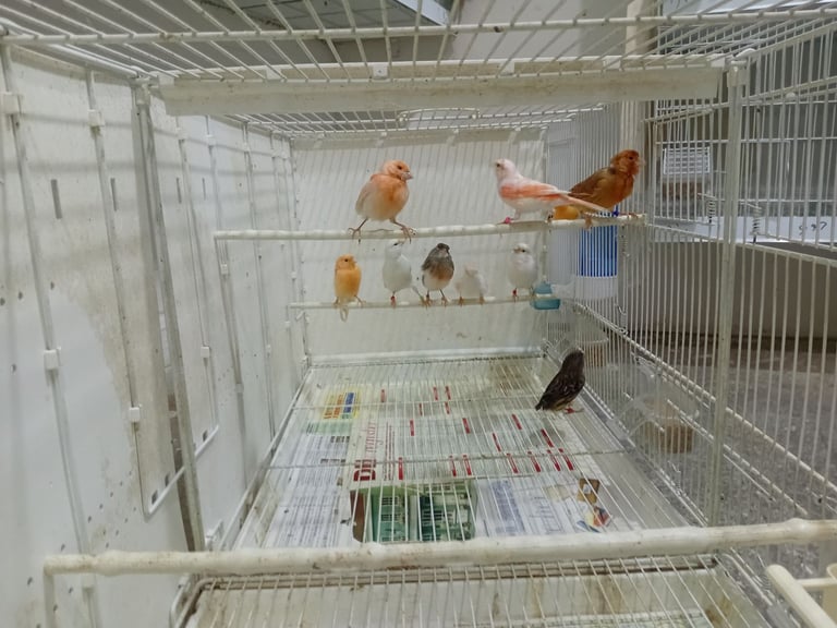 Canary 