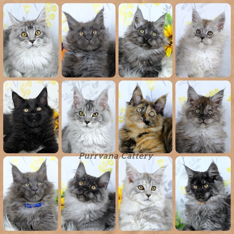 TICA registered adorable Maine coon kittens