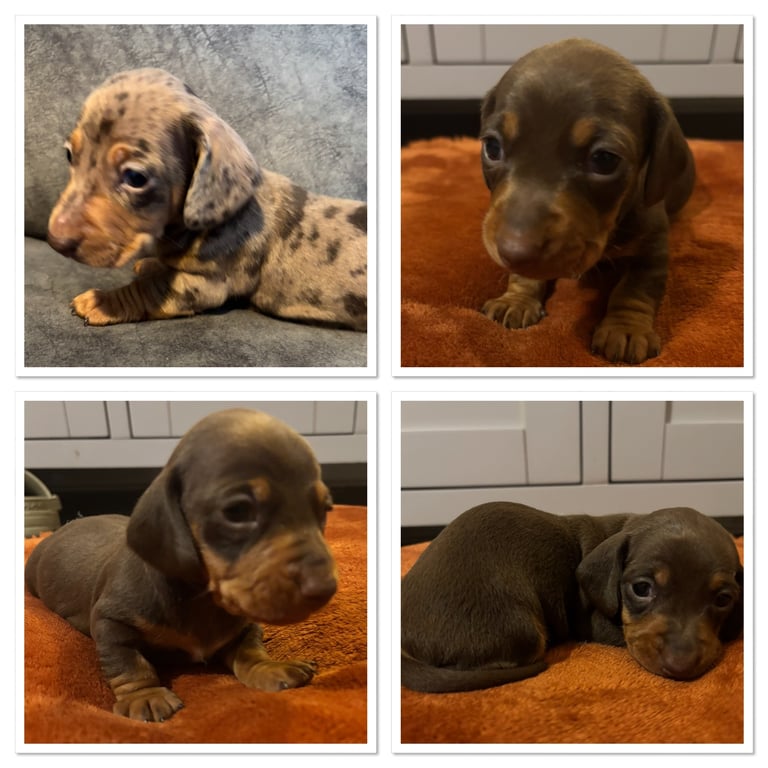 image for KC Reg Dachshund Puppies
