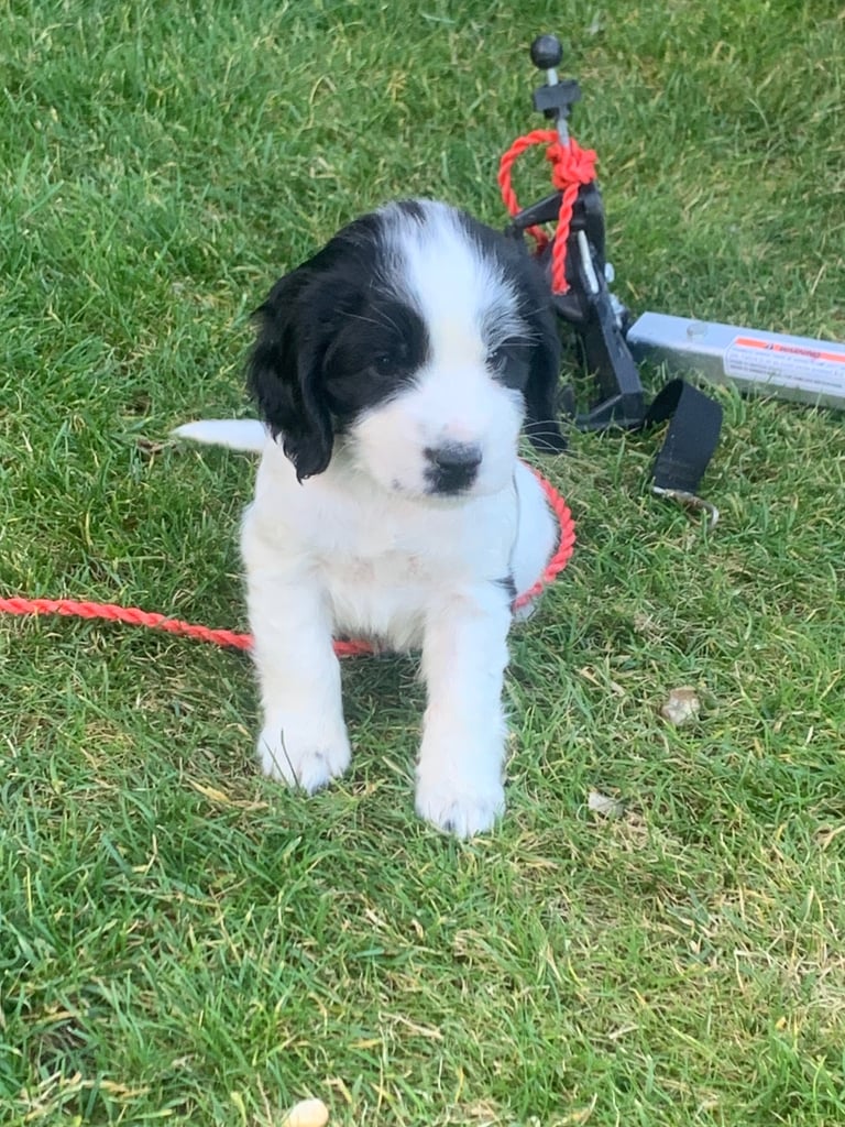 Cocker spaniel puppies 