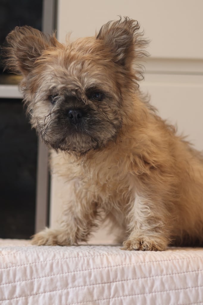 French bulldog fluffy 