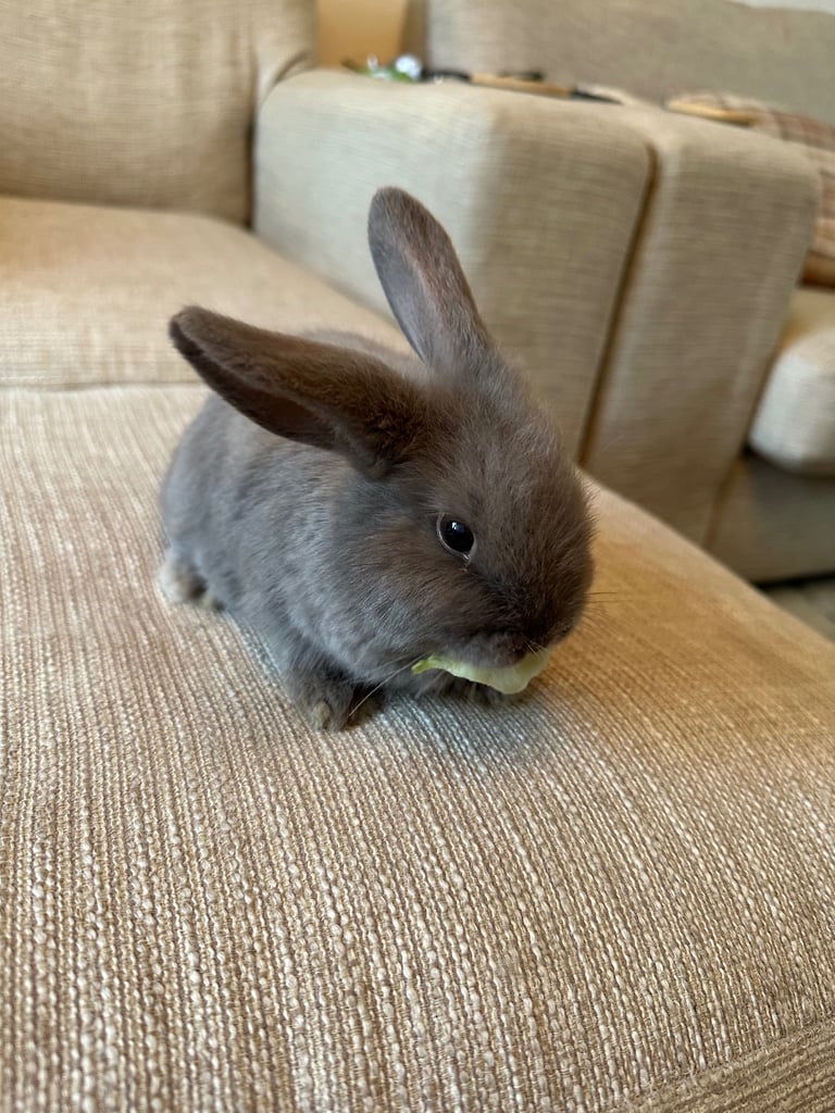 Mini lops,Halosowen