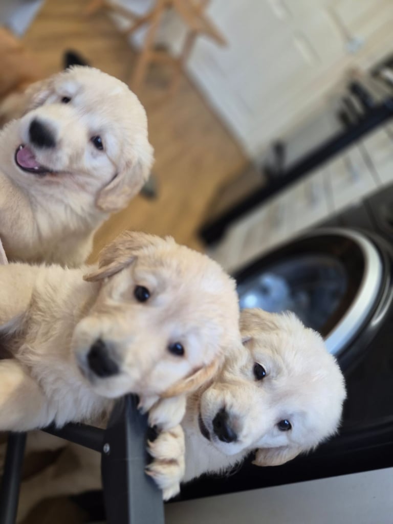 Golden retriever puppies 