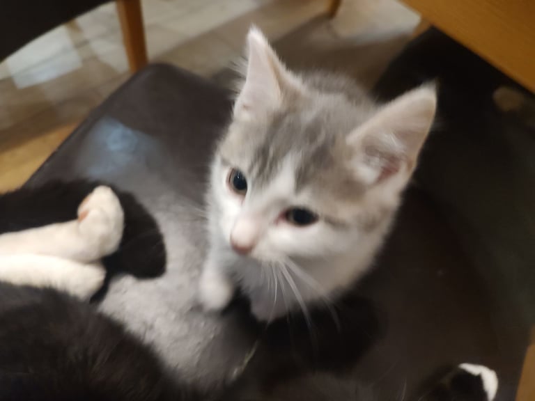 Three stunning kittens available this weekend 