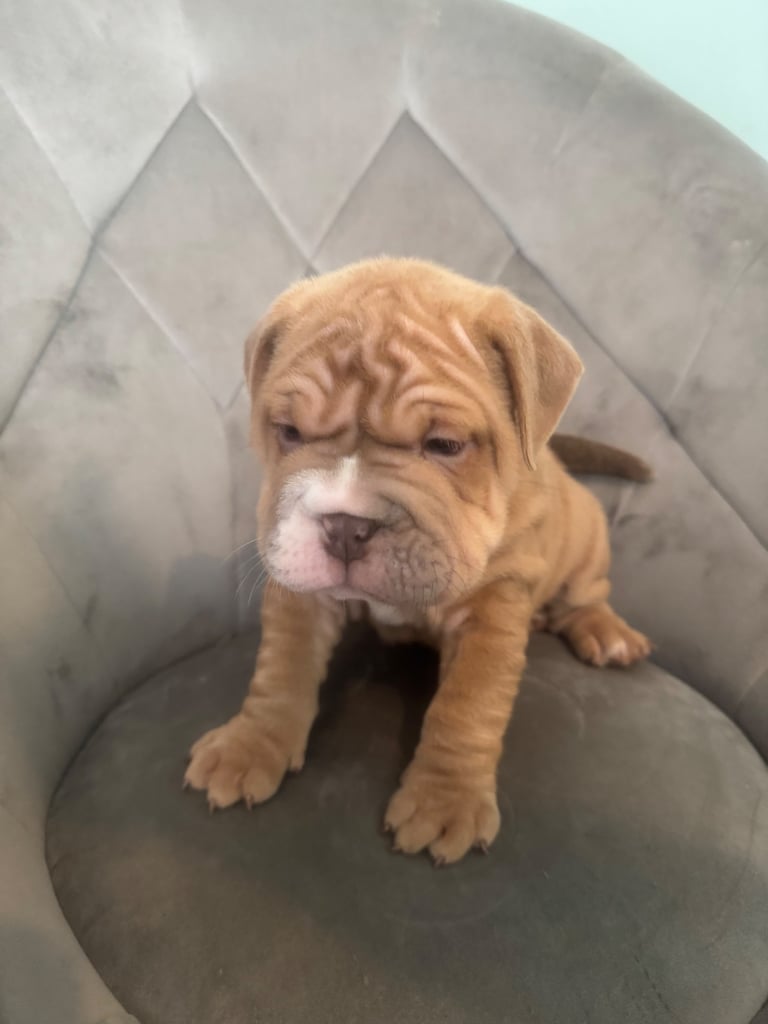 8 week old bullpei female 