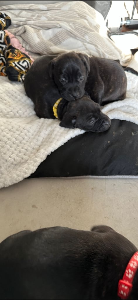 2x staff girls available 