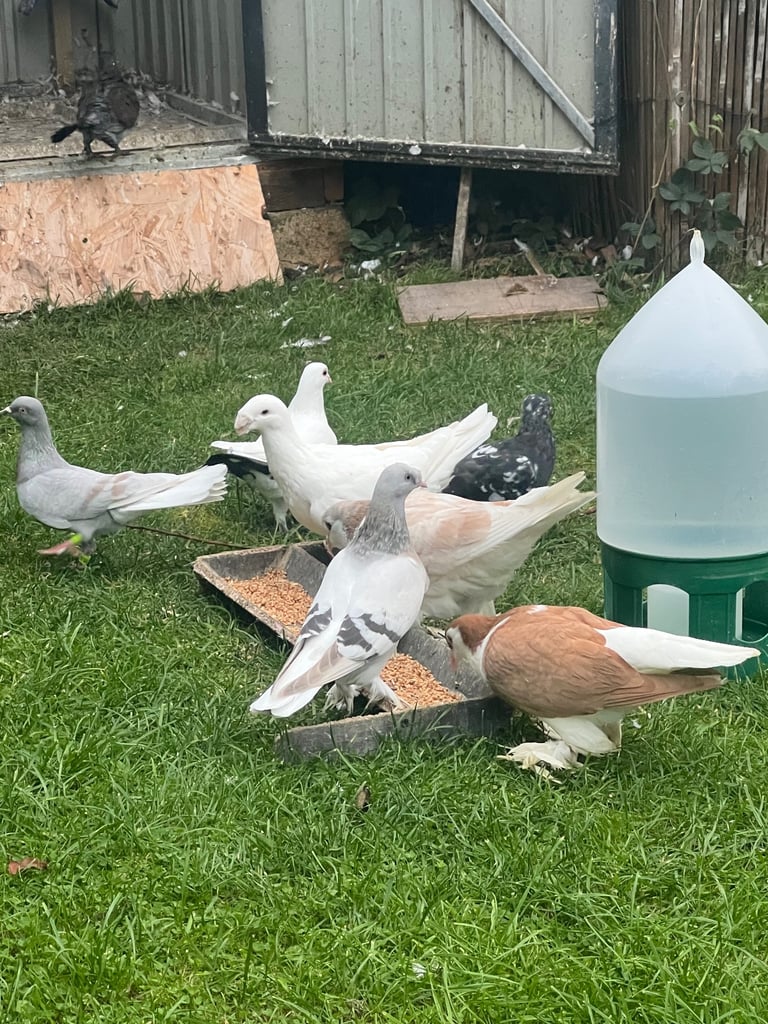Pigeons