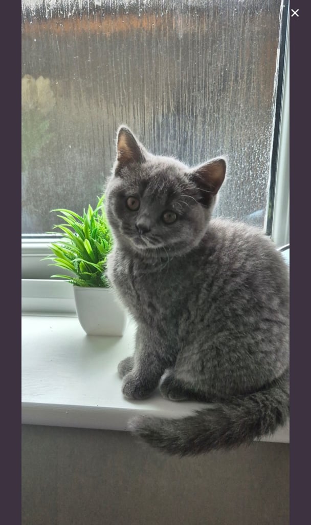 British shorthair kitten for sale