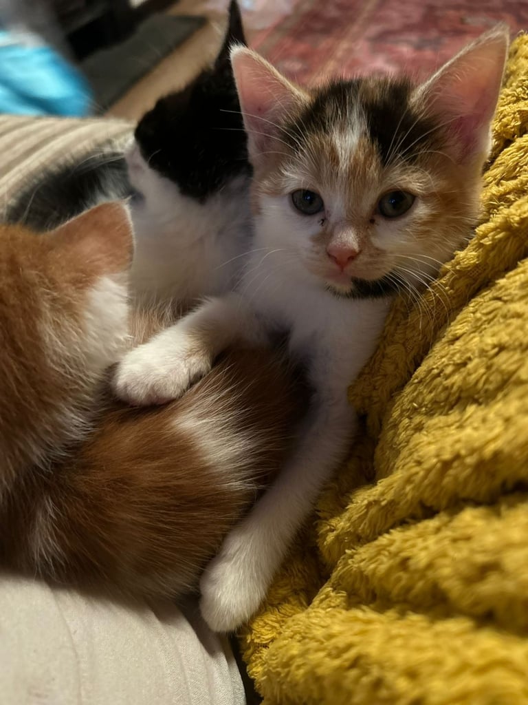 Beautiful female kitten