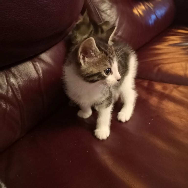 4 lovely kittens for sale 