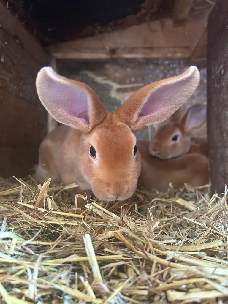 image for Baby Bunnies for sale 🐰 