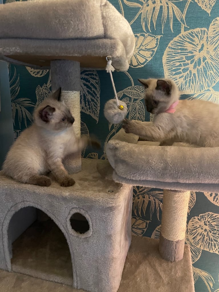 1 (girl left)lovely kittens🐈‍⬛ ready to go on 1st of November 