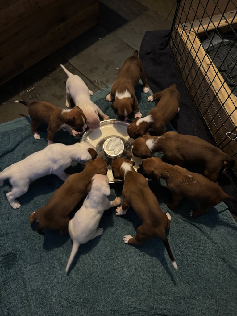 image for KC Registered Boxer pups 