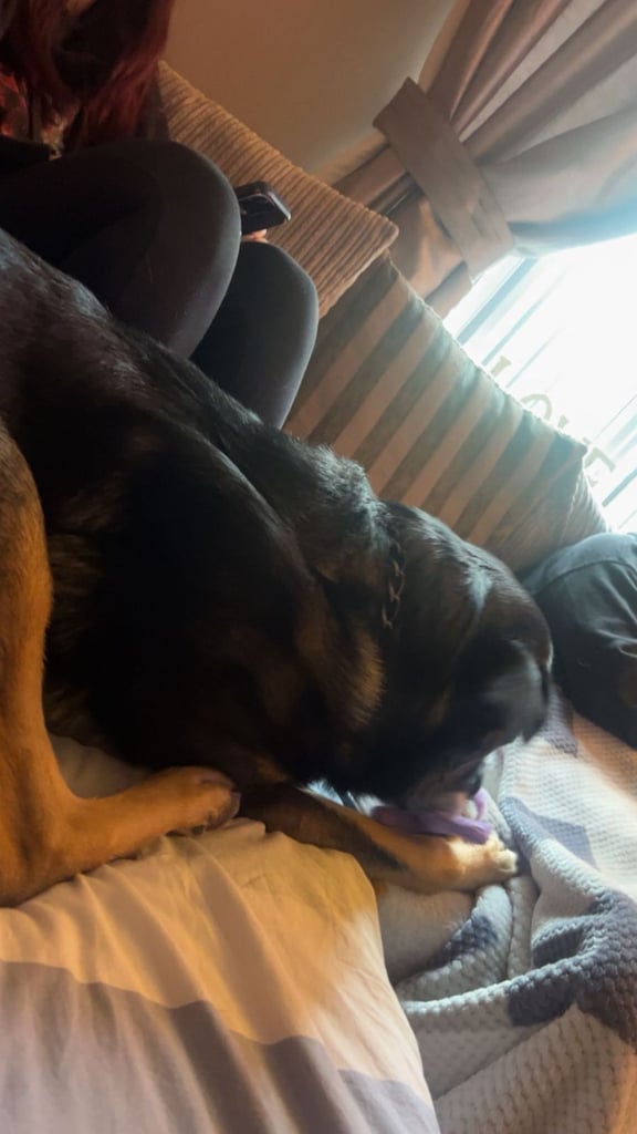 German shepherd x Caucasian 