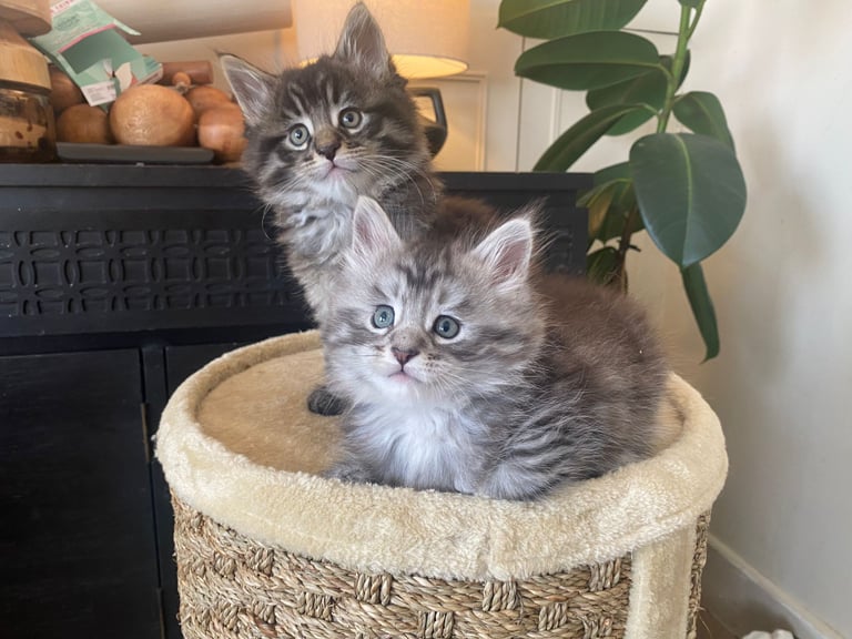 2 BIG beautiful pure breed Maine Coon boys available 