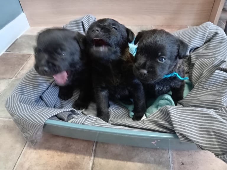 2 border terrier girls left 