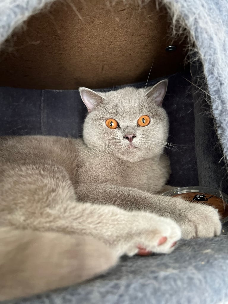 British Shorthair Cat