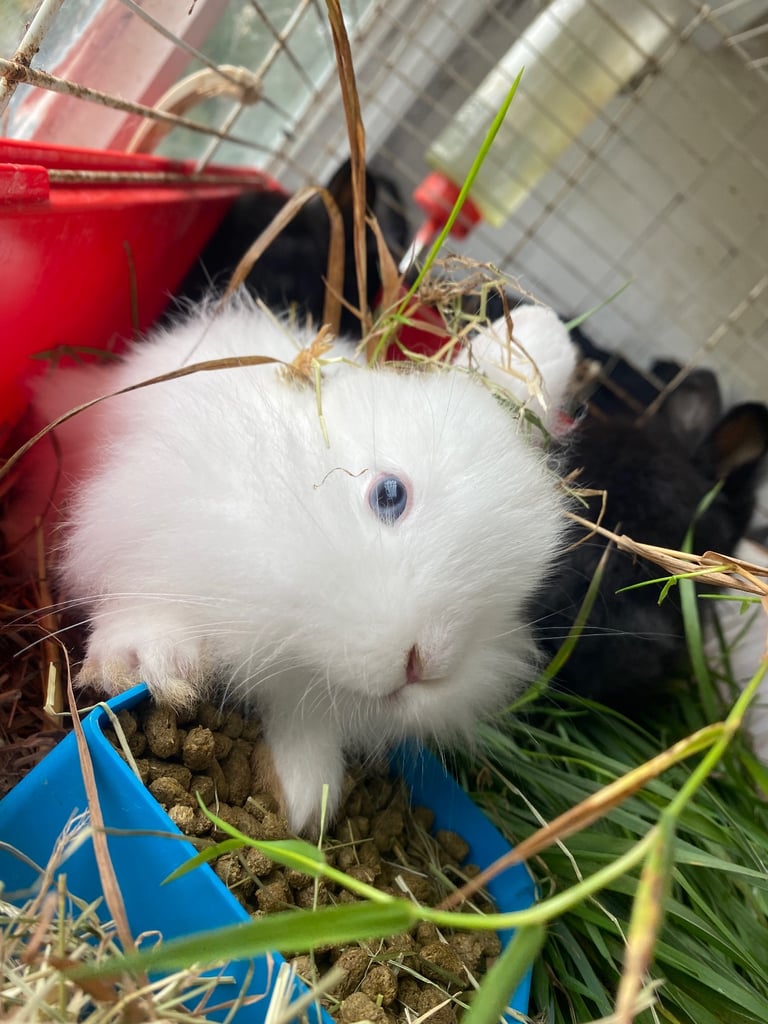 The lion head cross lop