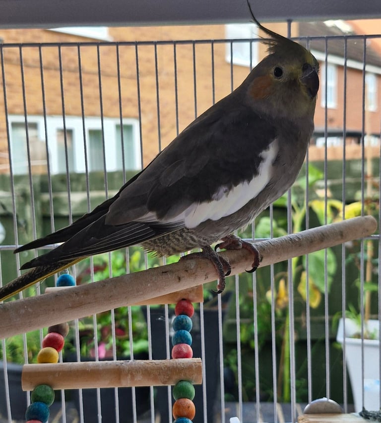 Cockatiel and budgies 