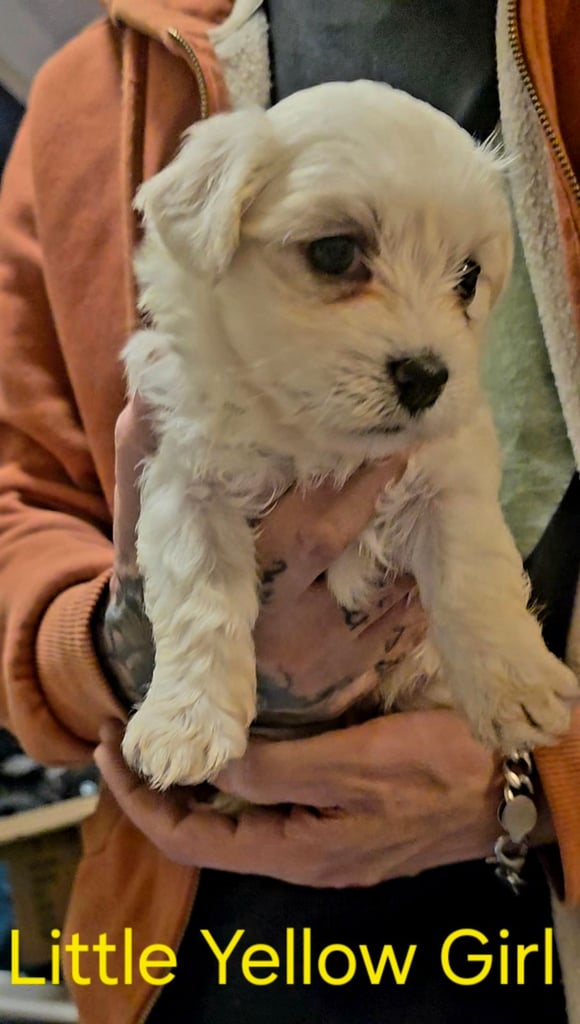 Adorable Maltese  Puppies 